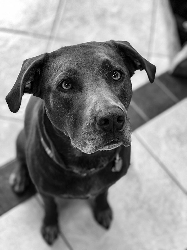 Tootsie the dog
